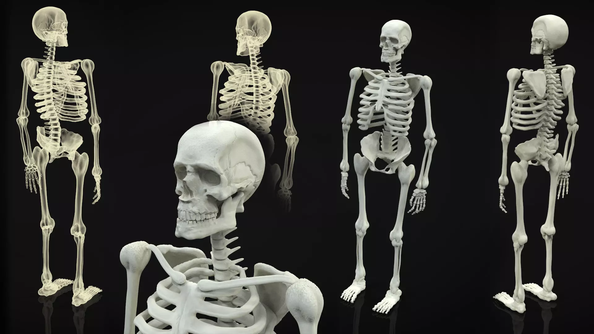 Skeleton Full Body 3D model
