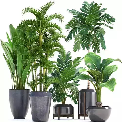 Collection Exotic plants in pots 3D model