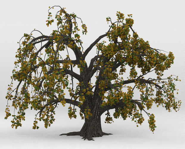 Old oak autumn 3D model
