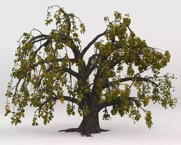 Old oak autumn 3D model