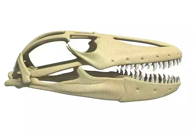 Komodo Dragon Skull 3D model
