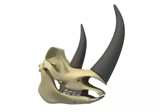 Rhino Skull