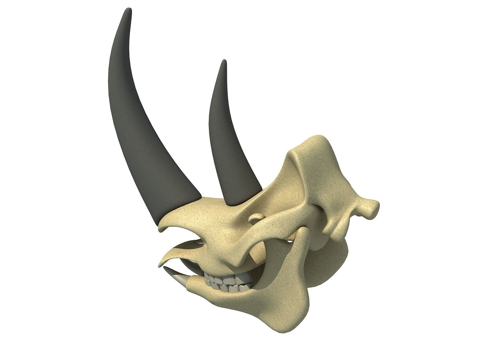 Rhino Skull 3D model_4