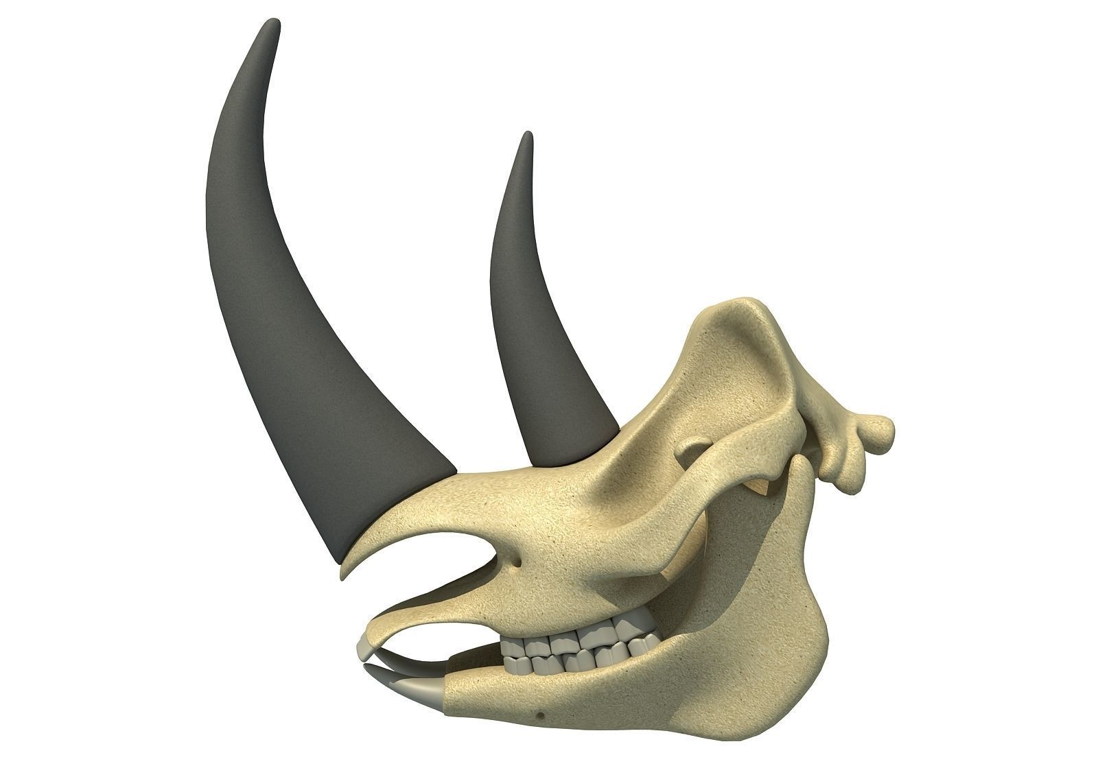 Rhino Skull 3D model_3