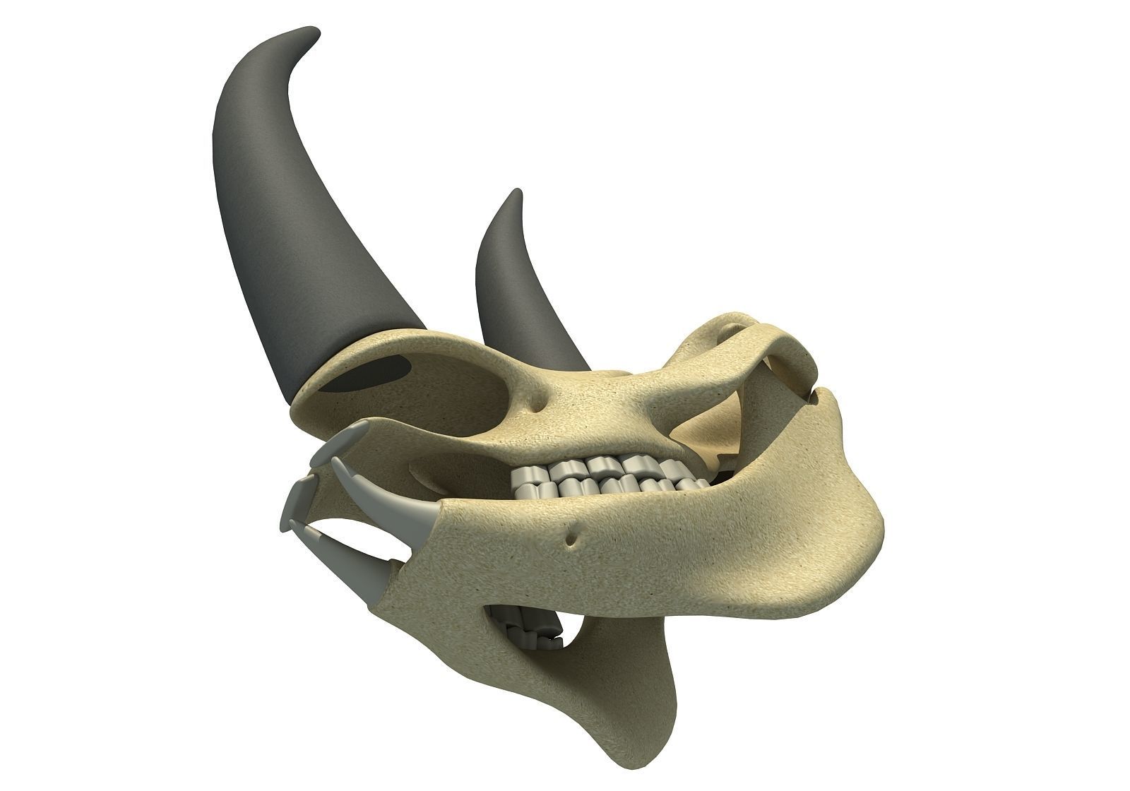Rhino Skull 3D model_2