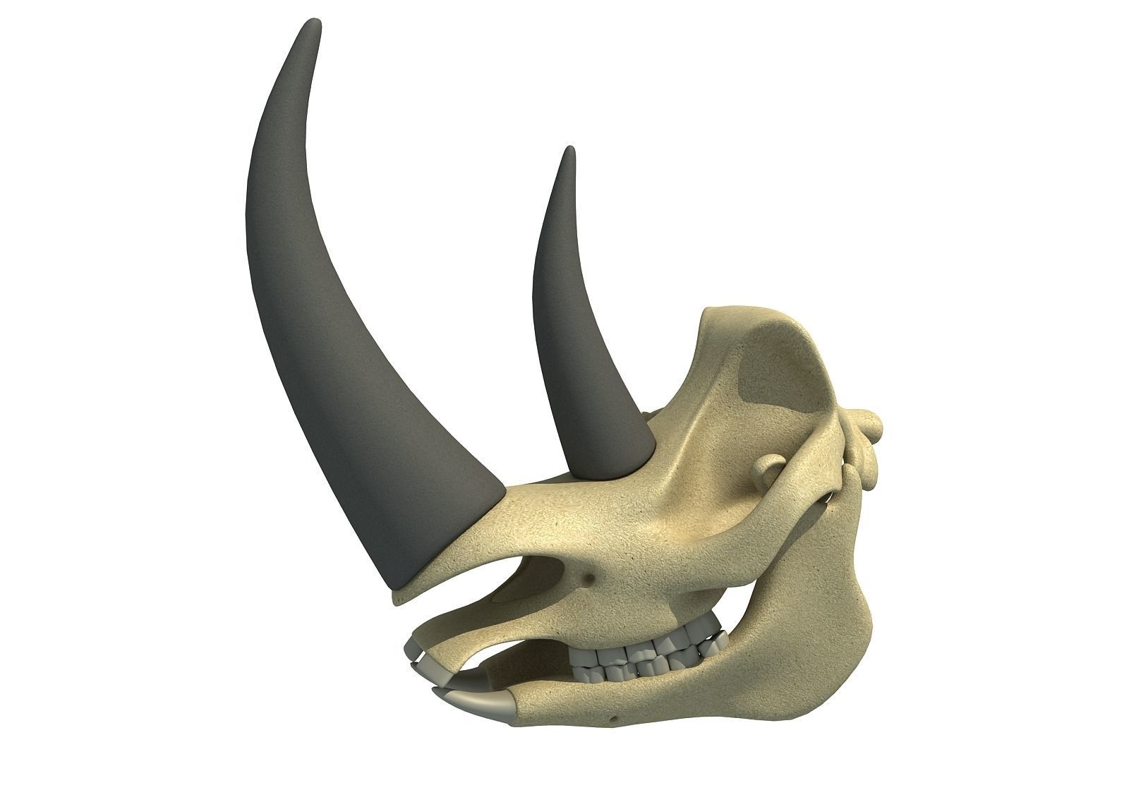 Rhino Skull 3D model_1