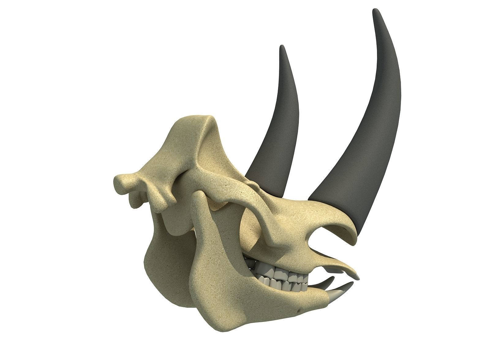 Rhino Skull 3D model_6