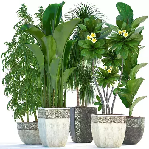 Collection Exotic plants
