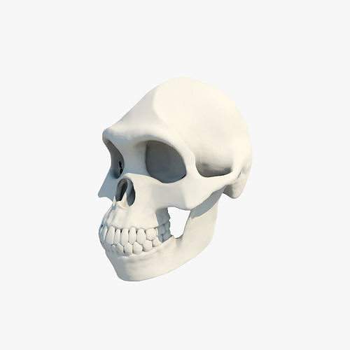 Skull Australopithecus Lucy 3D model