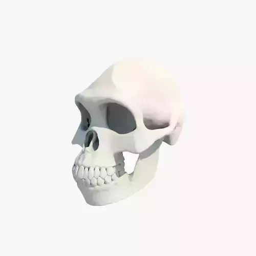 Skull Australopithecus Lucy 3D model