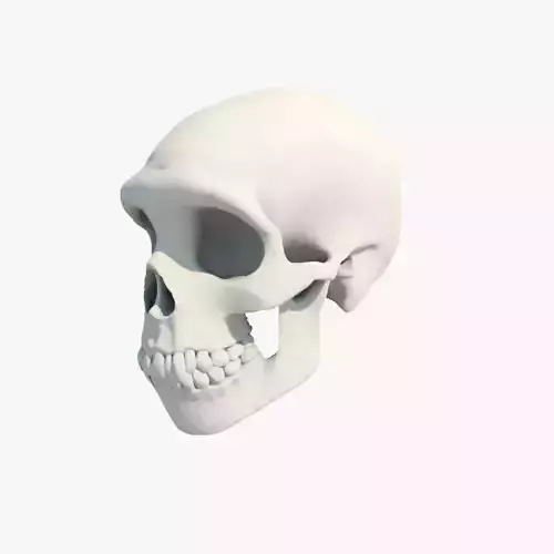 Skull Neanderthal 3D model