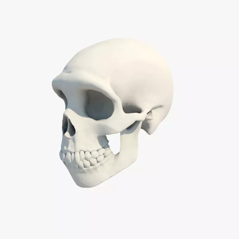Skull Neanderthal 3D model_0