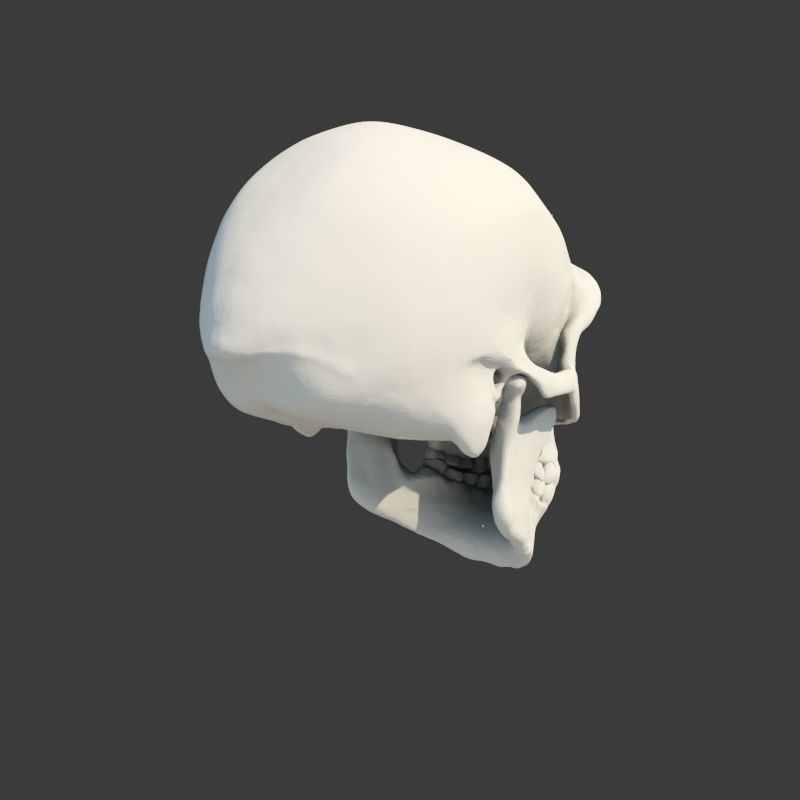 Skull Neanderthal 3D model_6