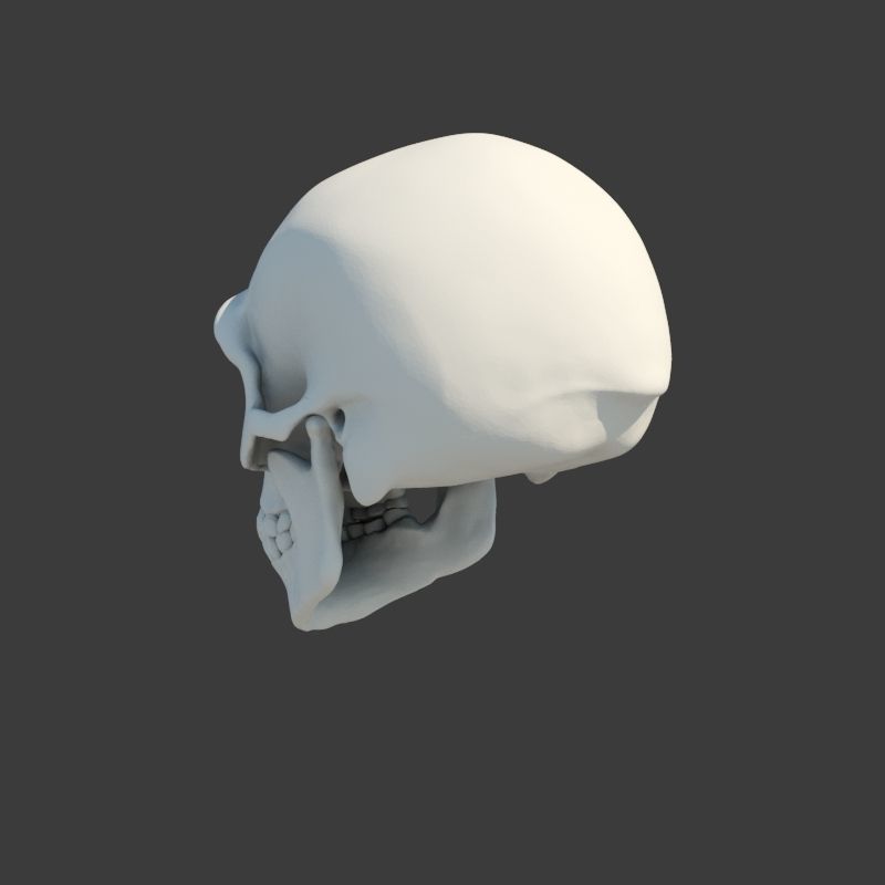 Skull Neanderthal 3D model_4