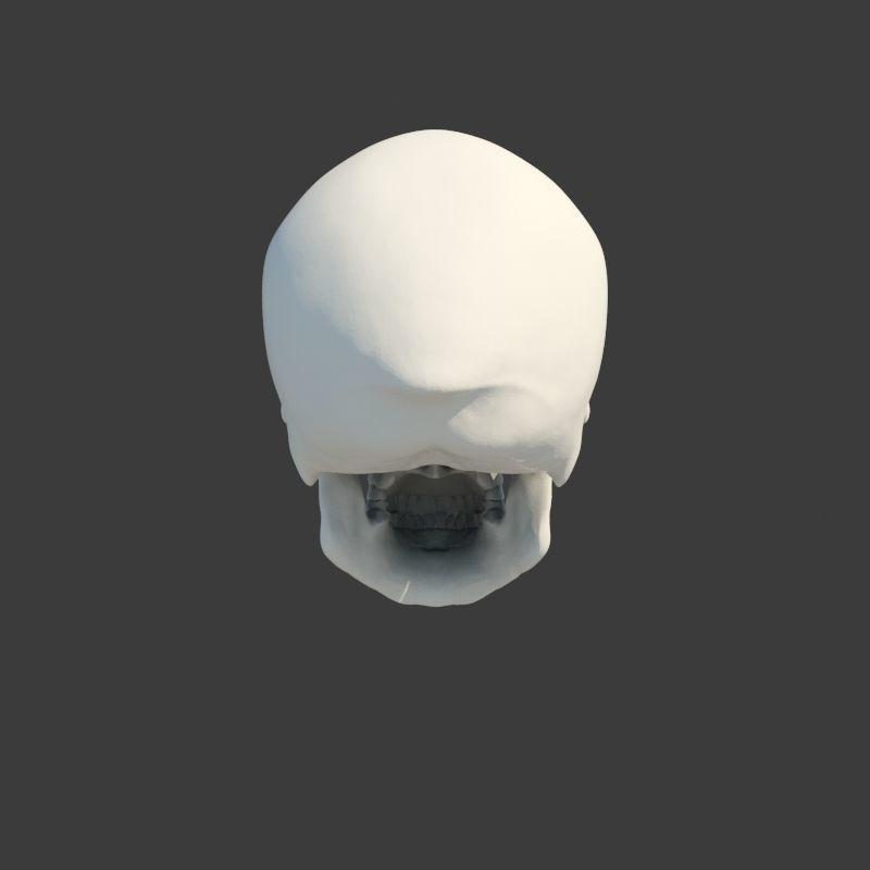 Skull Neanderthal 3D model_5