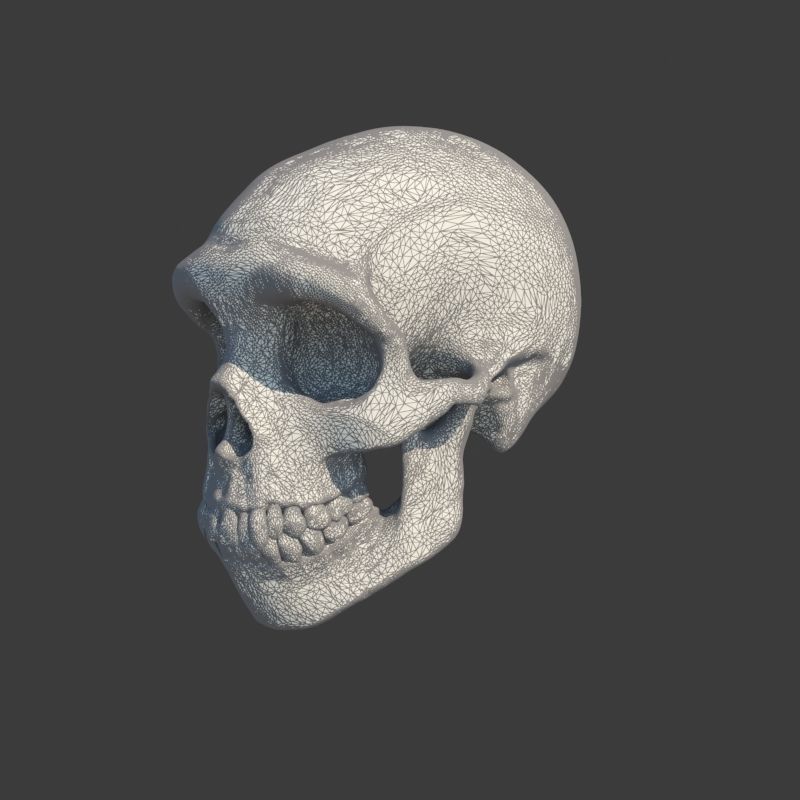 Skull Neanderthal 3D model_9