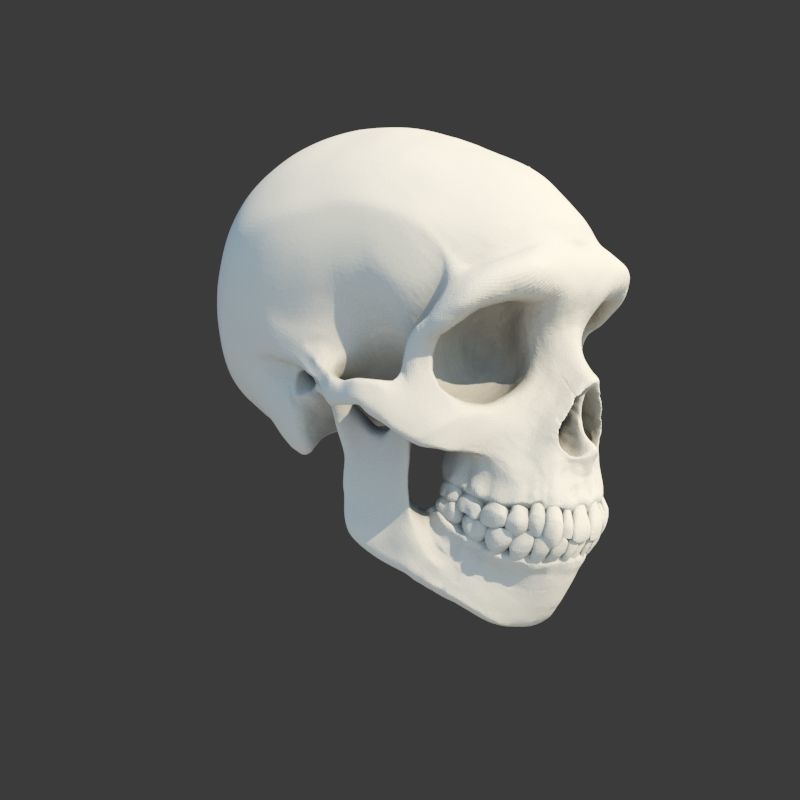 Skull Neanderthal 3D model_7
