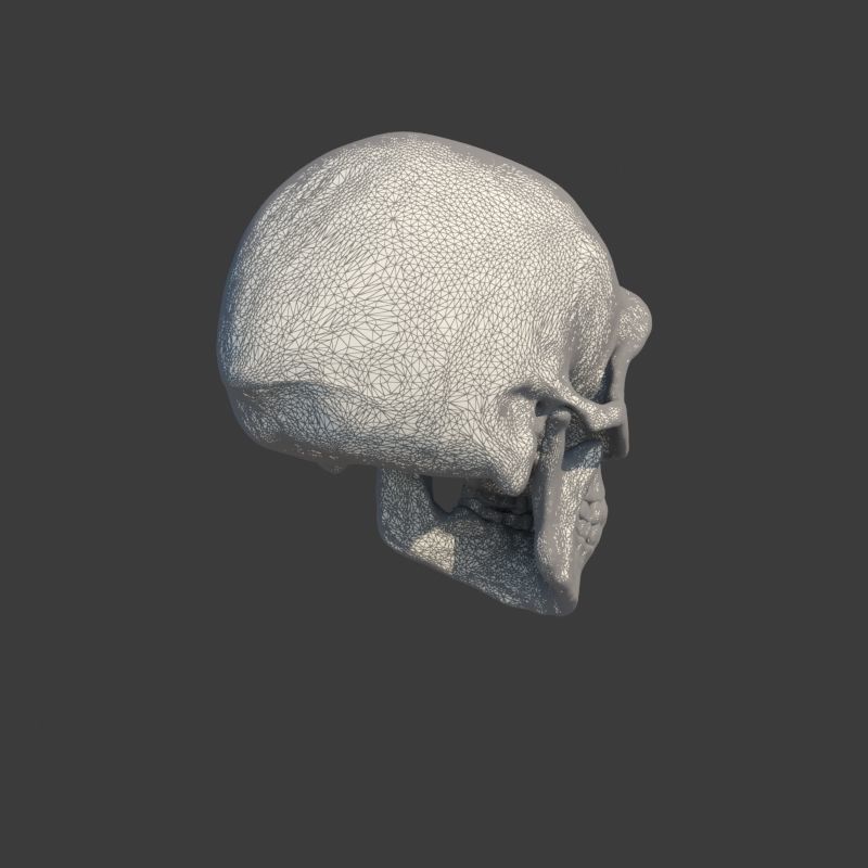 Skull Neanderthal 3D model_12