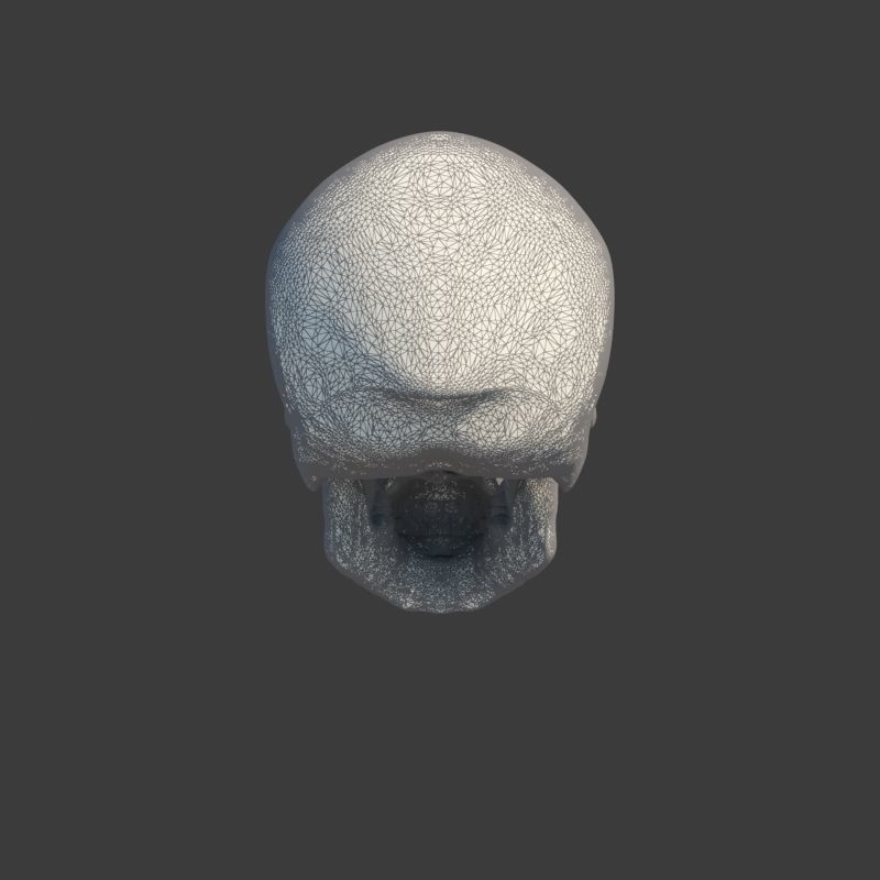 Skull Neanderthal 3D model_11