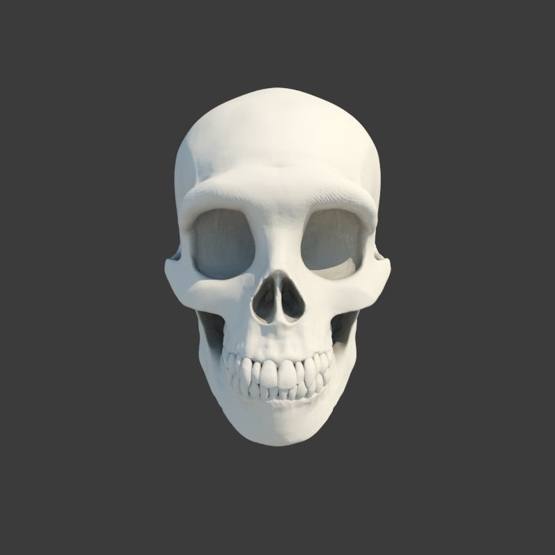 Skull Neanderthal 3D model_3