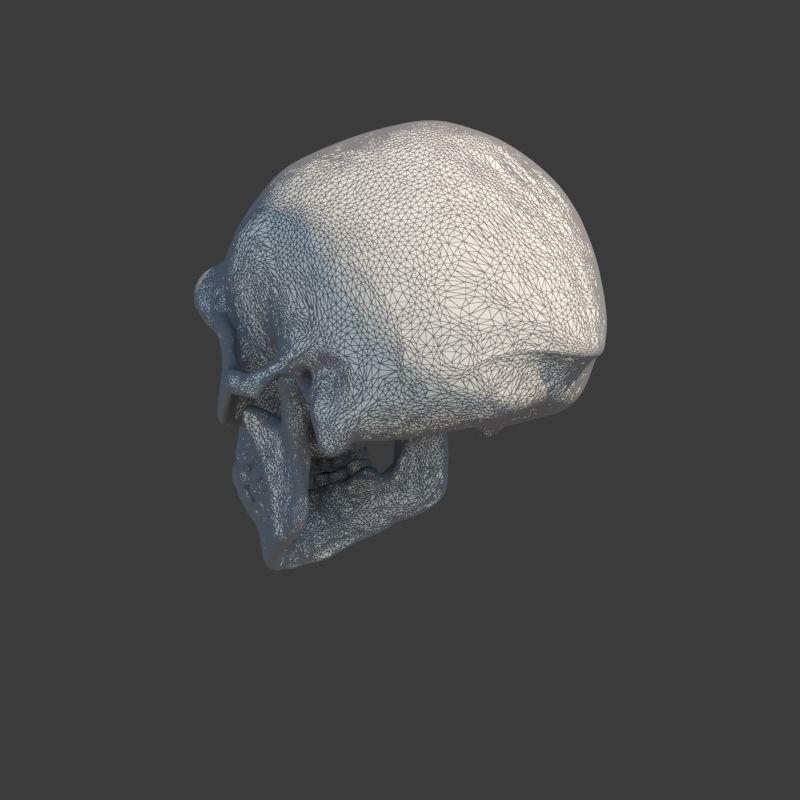 Skull Neanderthal 3D model_10