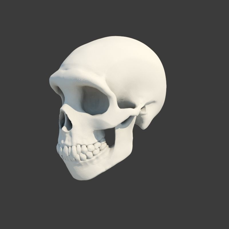 Skull Neanderthal 3D model_2