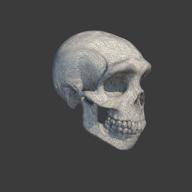 Skull Neanderthal 3D model_13