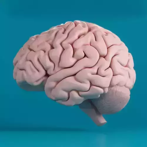Brain human 3D model