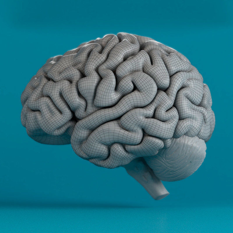 Brain human 3D model_3