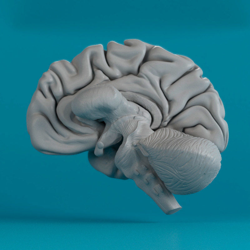 Brain human 3D model_4