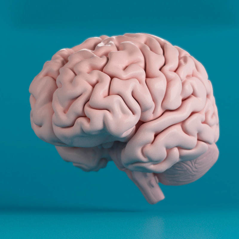 Brain human 3D model_5