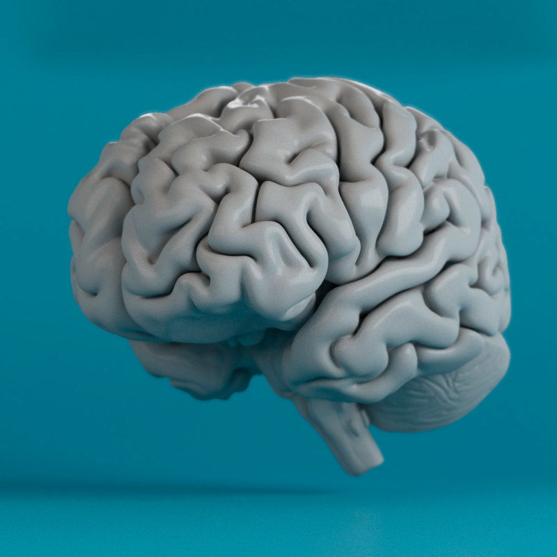 Brain human 3D model_6