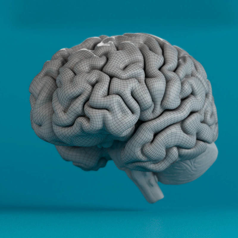 Brain human 3D model_8
