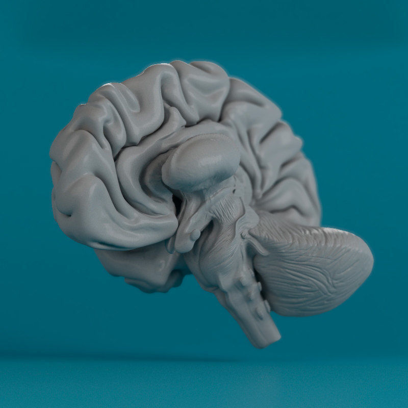 Brain human 3D model_7