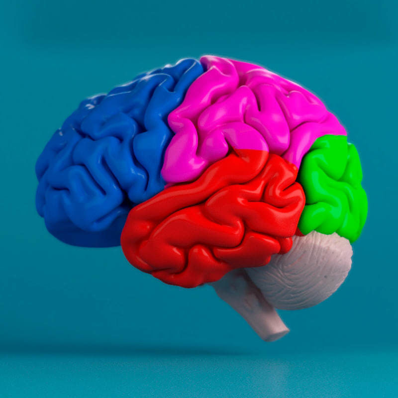 Brain human 3D model_2