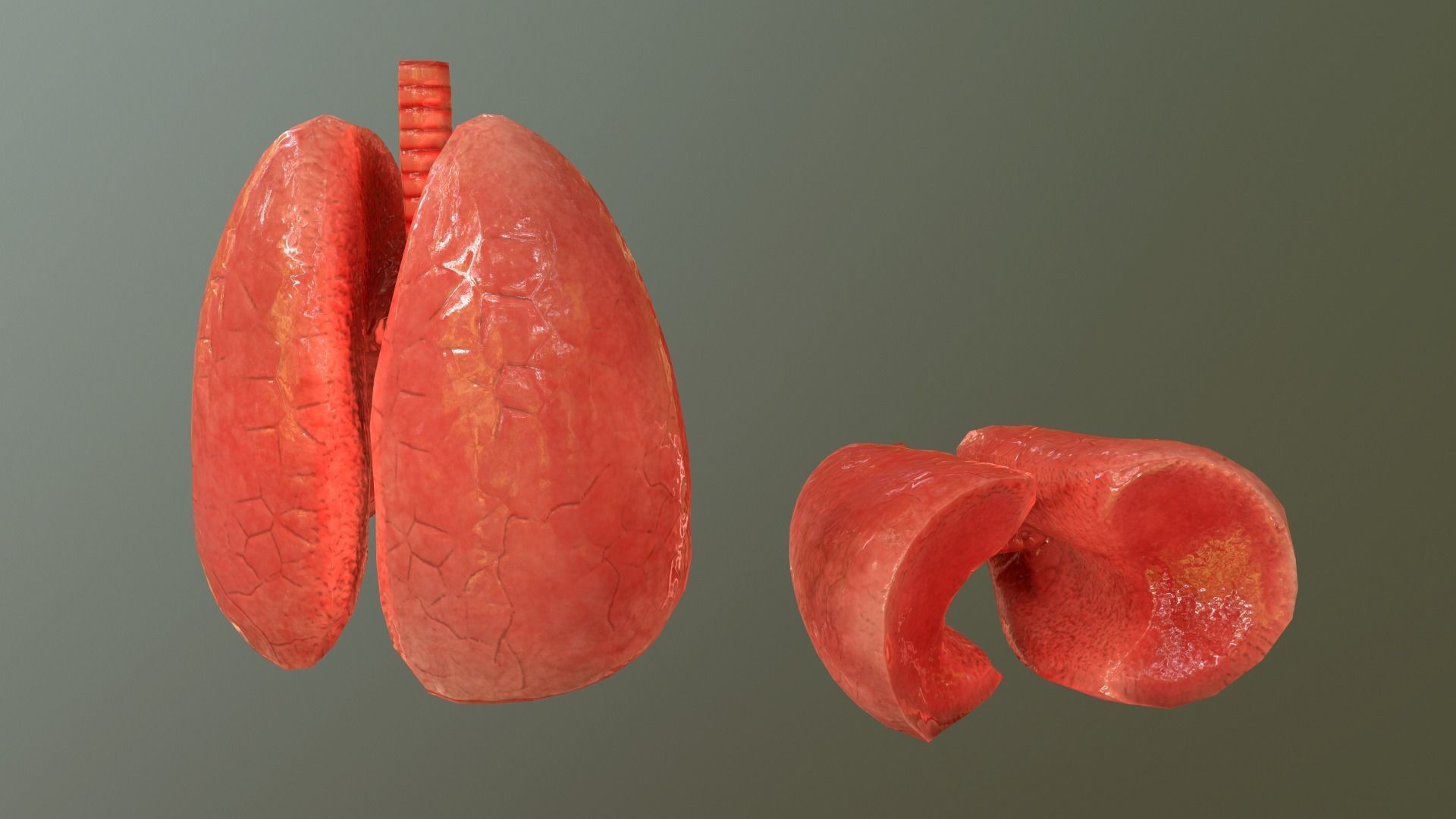 Internal Organs Collection Low-poly 3D model_18