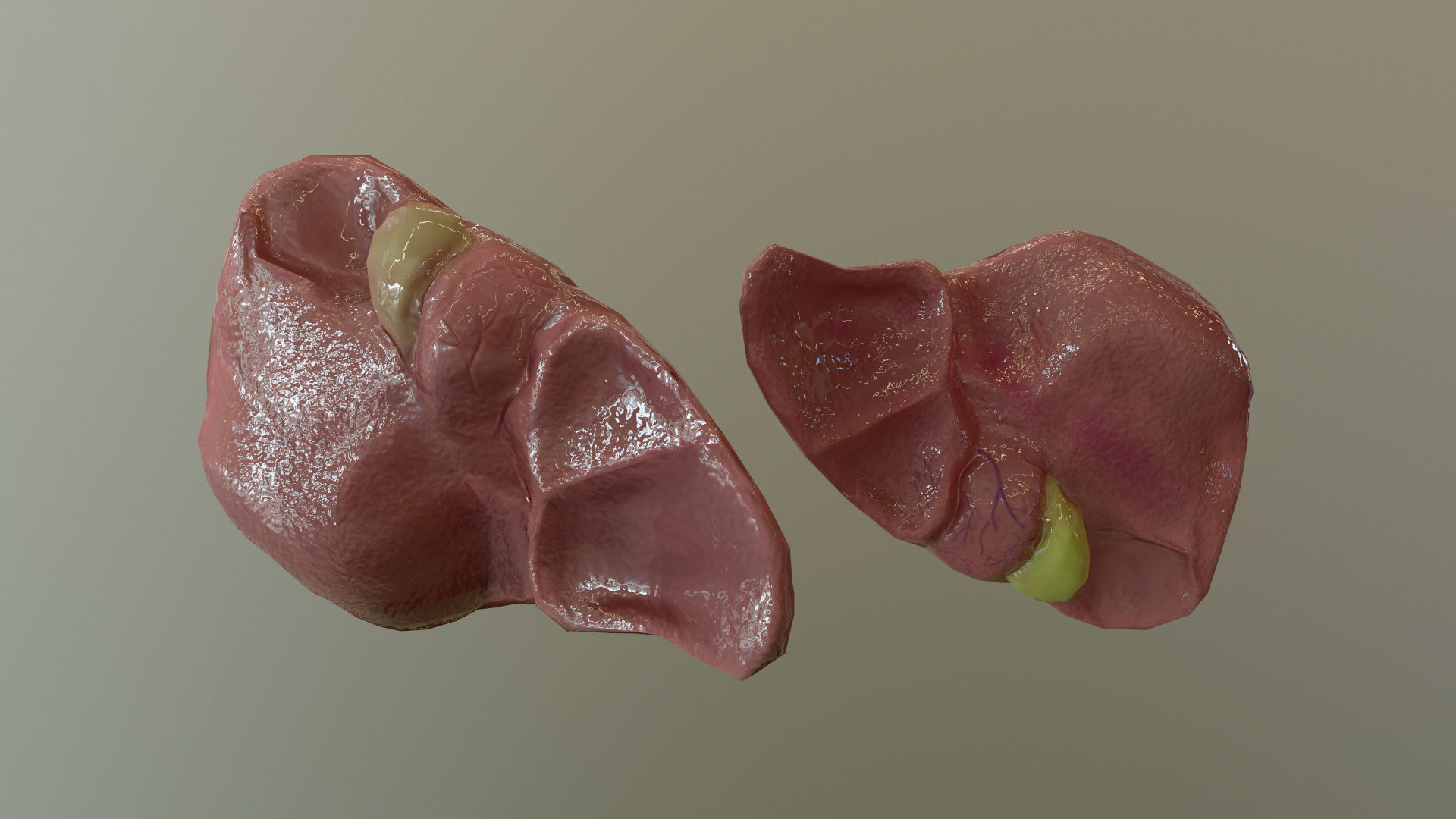 Internal Organs Collection Low-poly 3D model_16