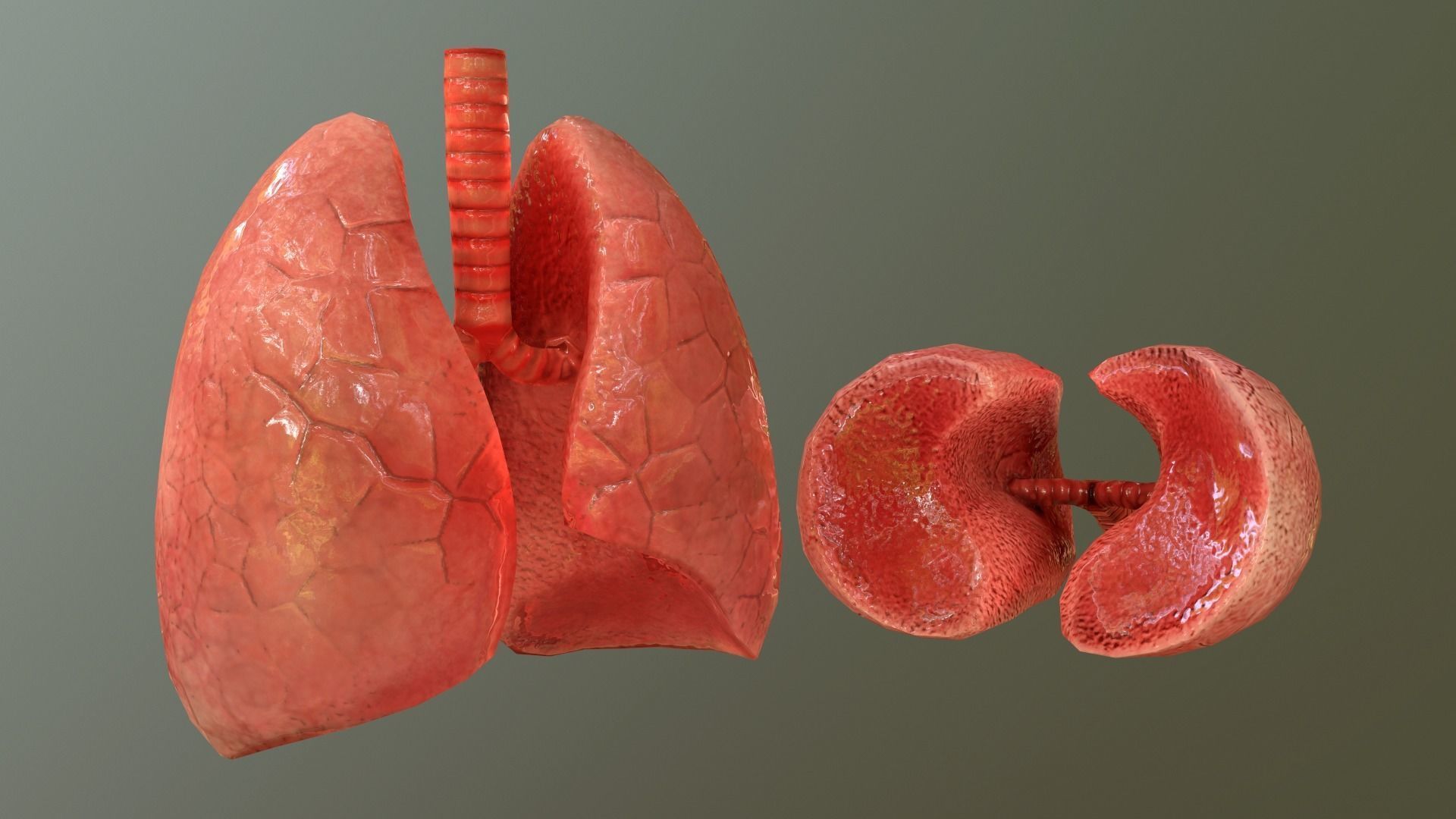 Internal Organs Collection Low-poly 3D model_17