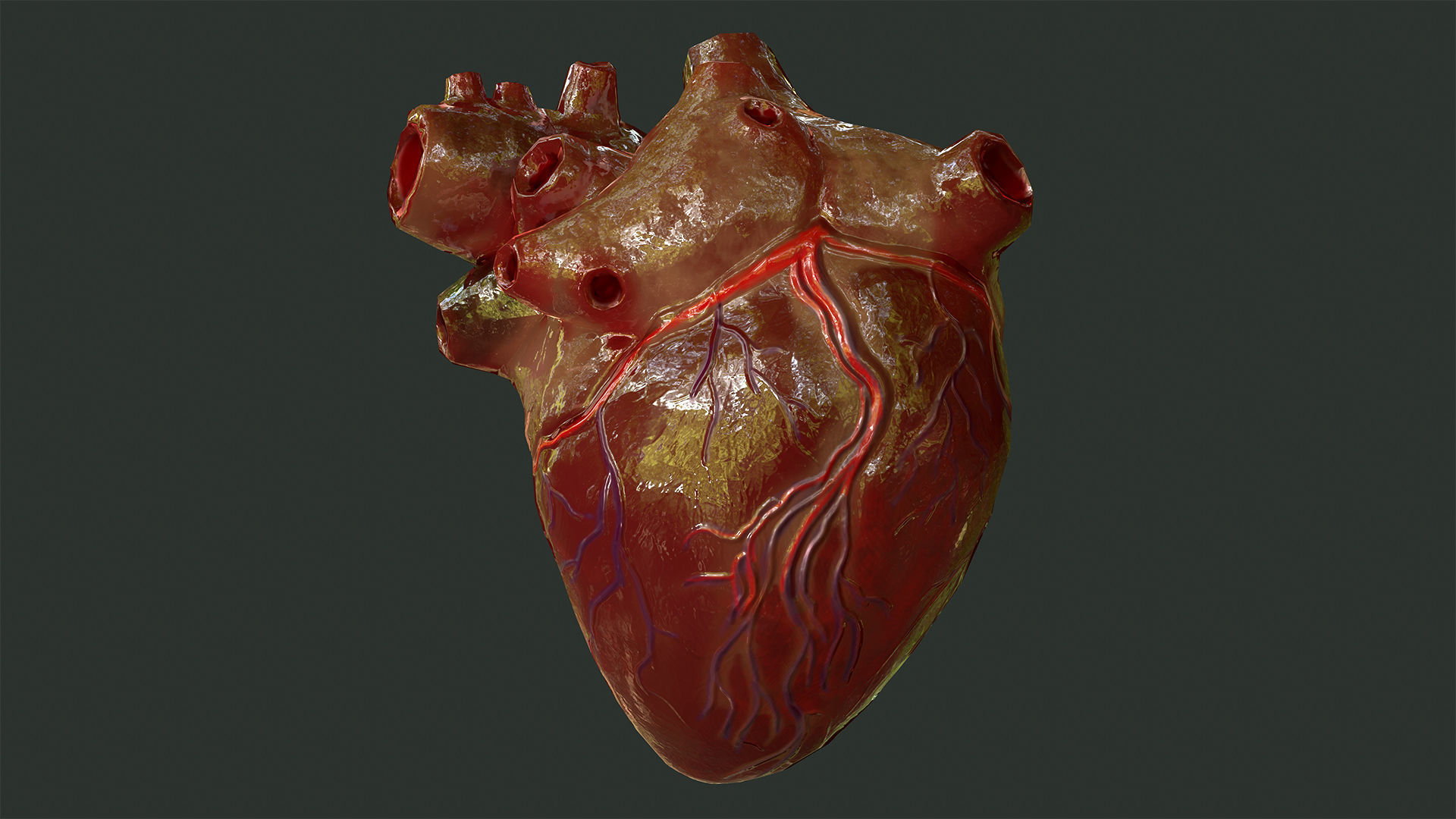 Internal Organs Collection Low-poly 3D model_2
