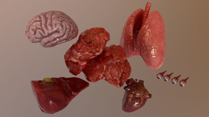 Internal Organs Collection Low-poly 3D model