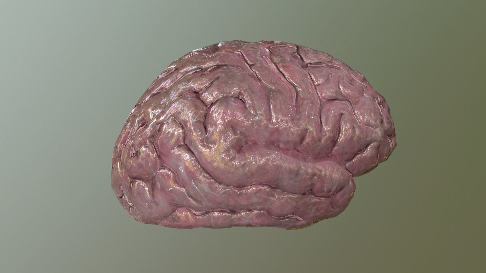 Internal Organs Collection Low-poly 3D model_7