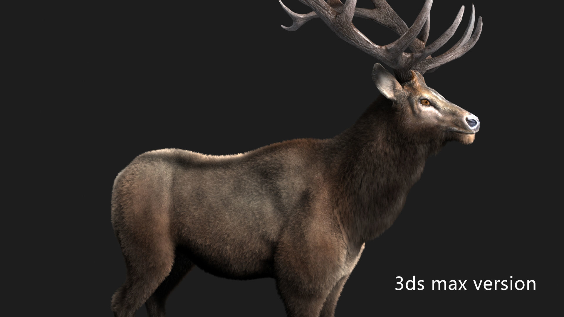 elaphurus deer buck stag reindeer doe Low-poly 3D model_4