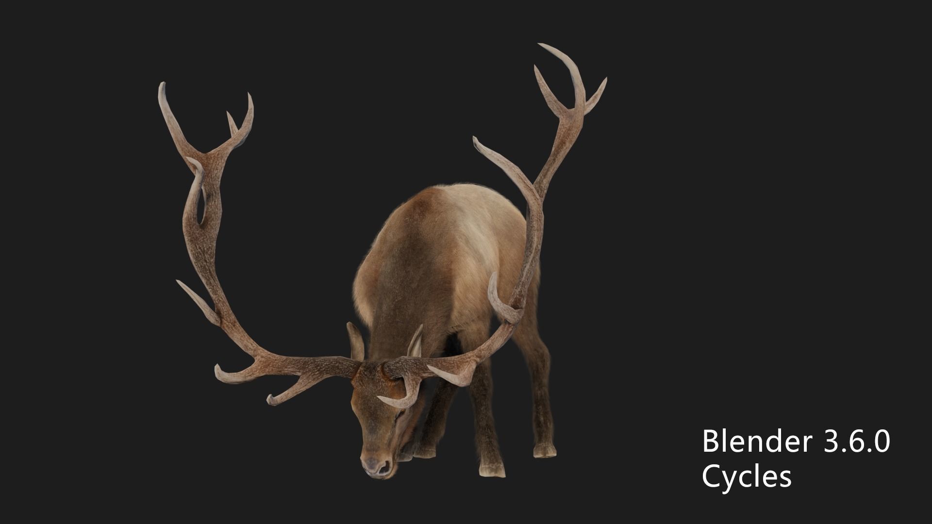 elaphurus deer buck stag reindeer doe Low-poly 3D model_10