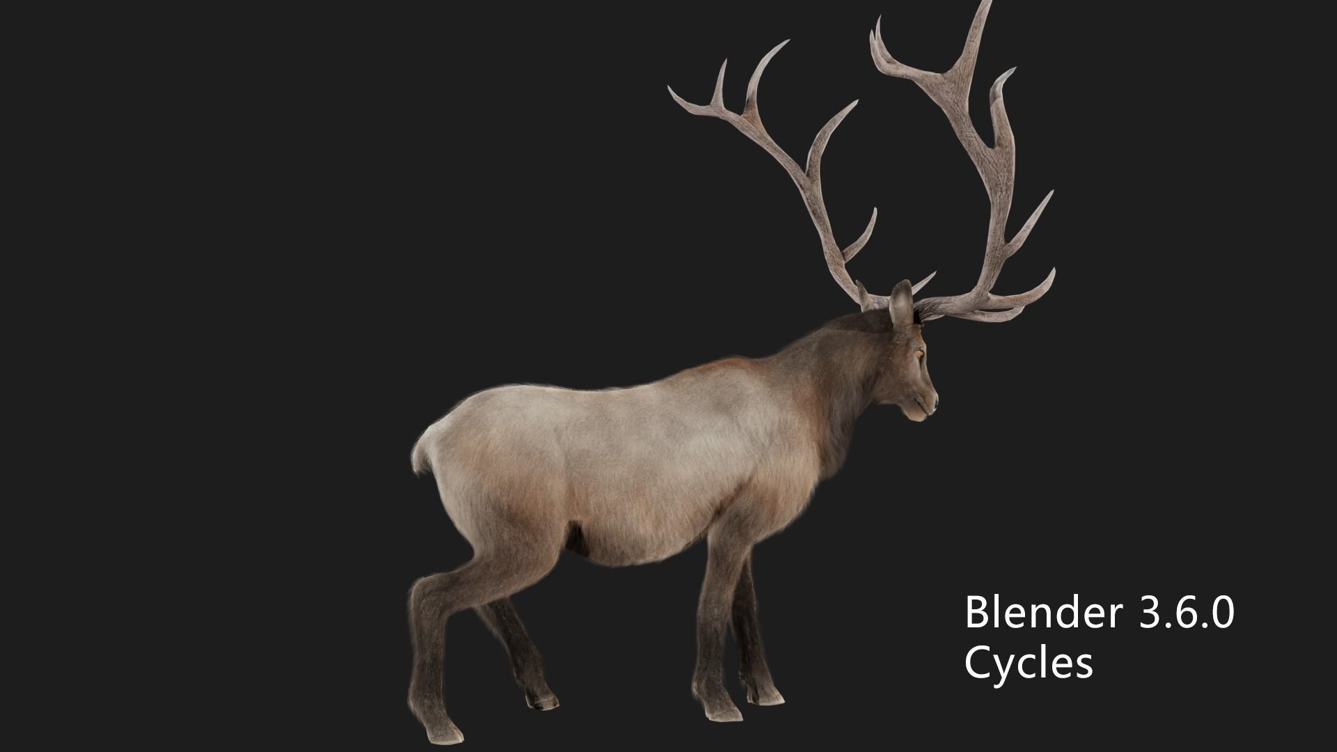 elaphurus deer buck stag reindeer doe Low-poly 3D model_9