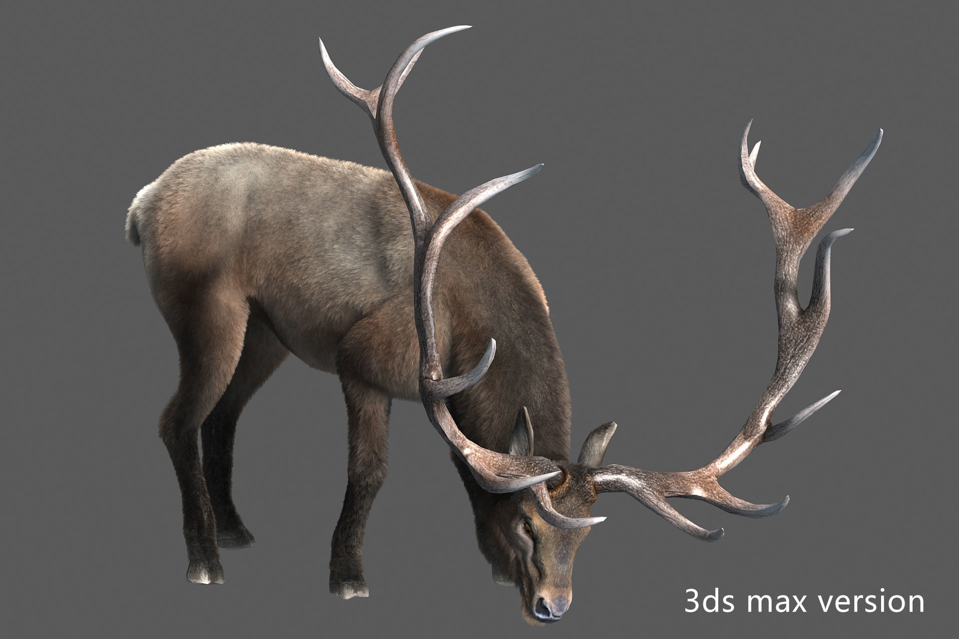 elaphurus deer buck stag reindeer doe Low-poly 3D model_3