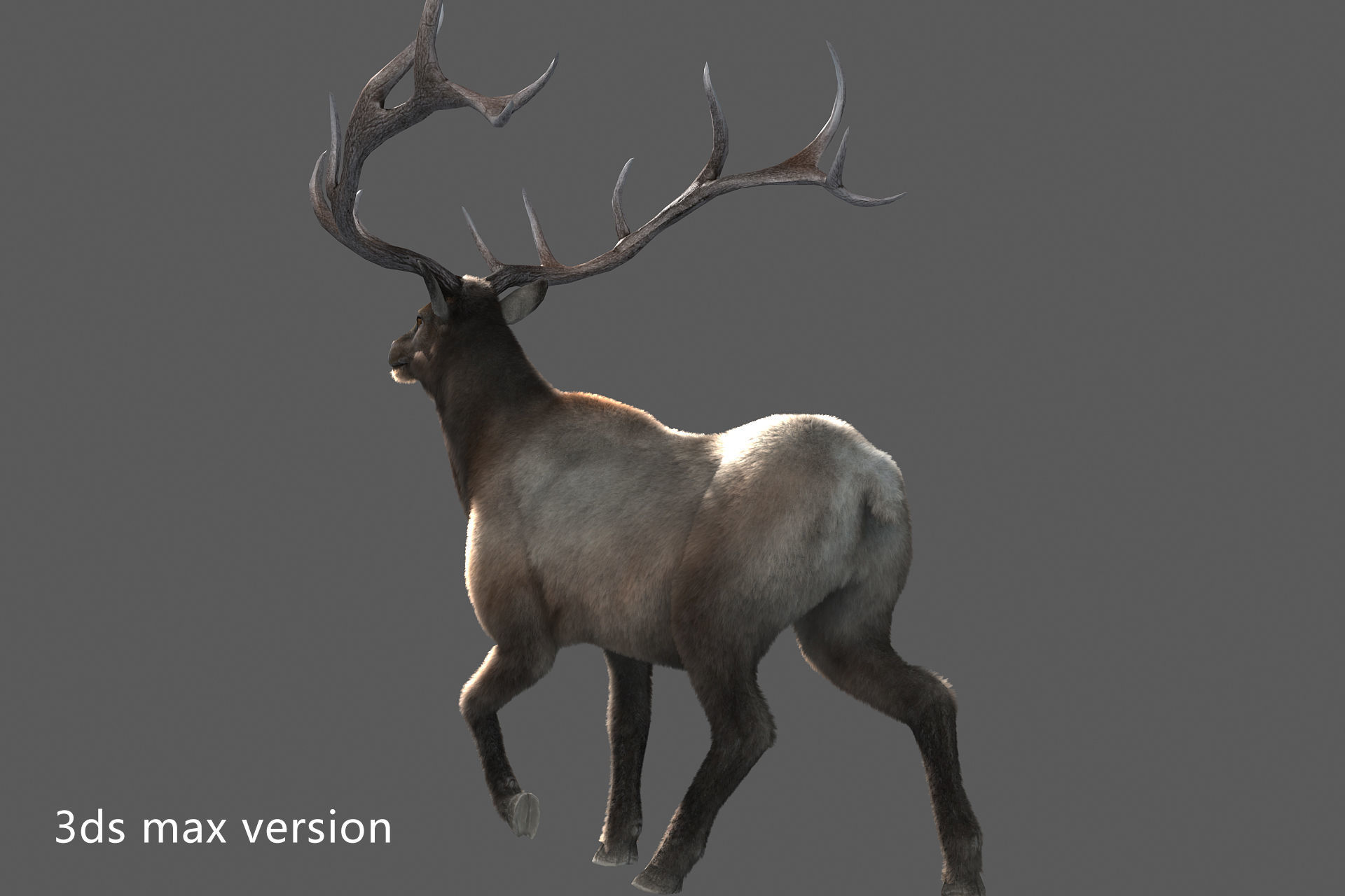 elaphurus deer buck stag reindeer doe Low-poly 3D model_5