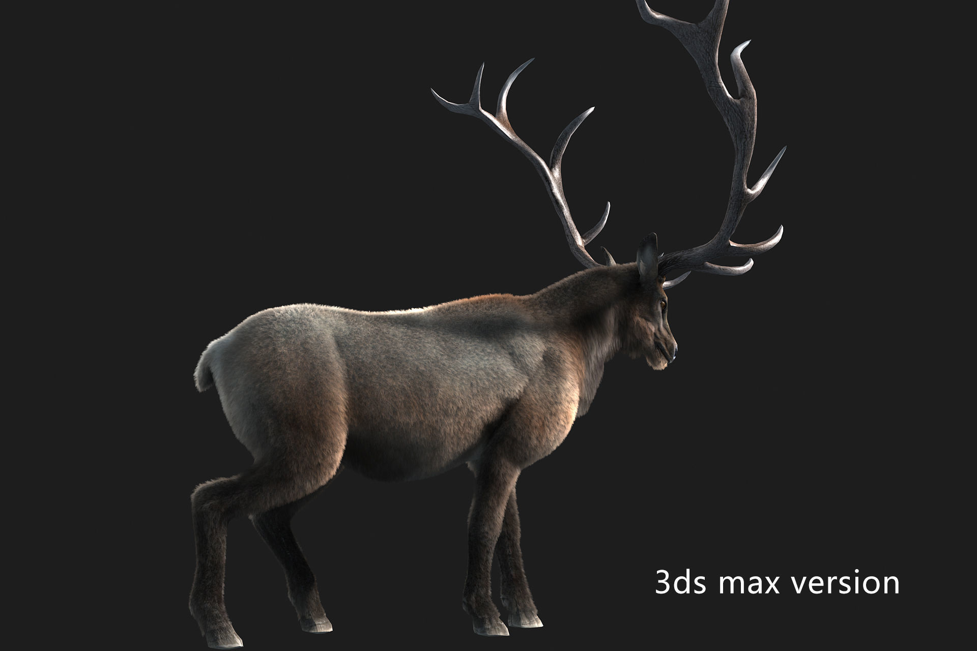 elaphurus deer buck stag reindeer doe Low-poly 3D model_2