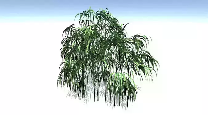 Bamboo Tree
