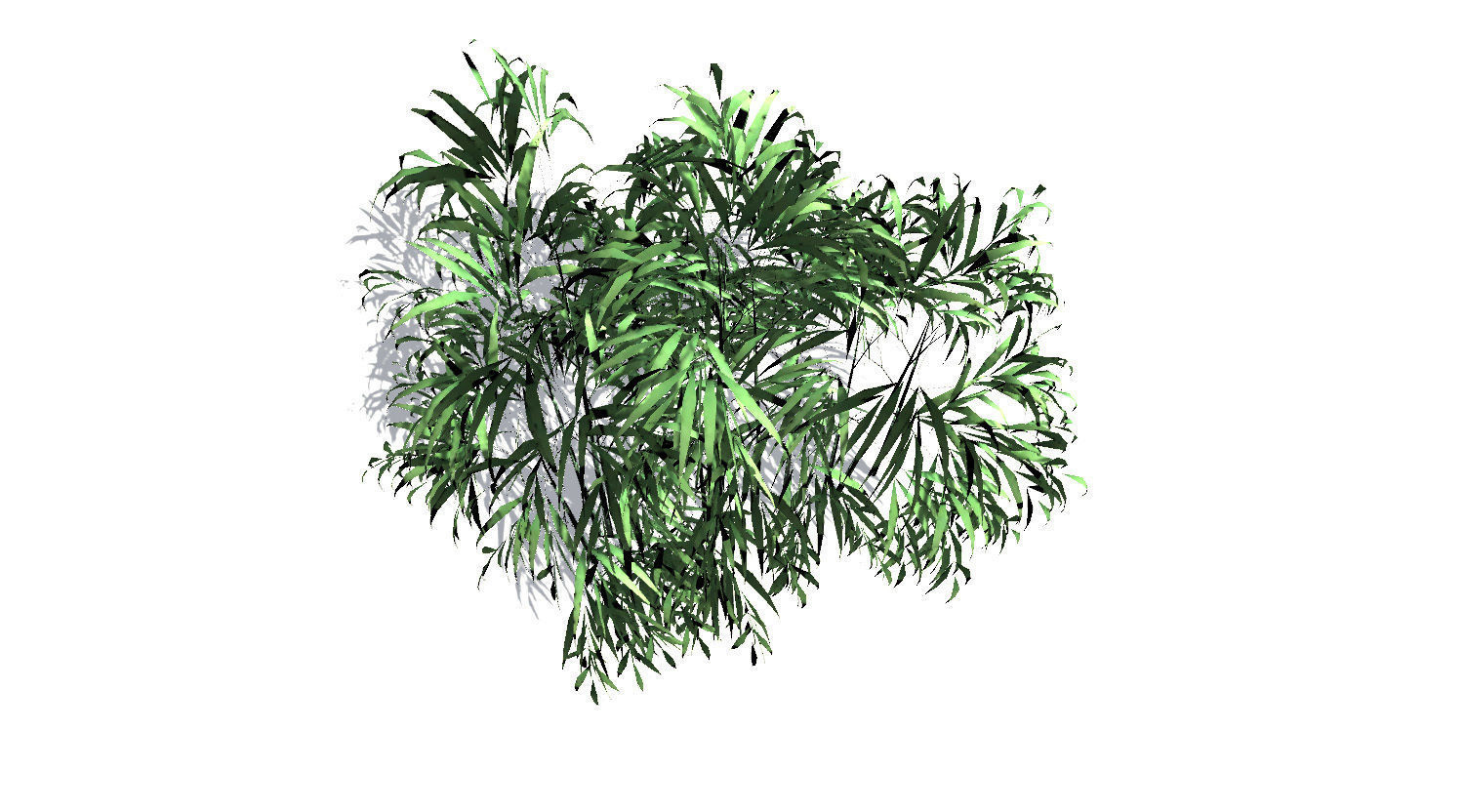 Bamboo Tree 3D model_4