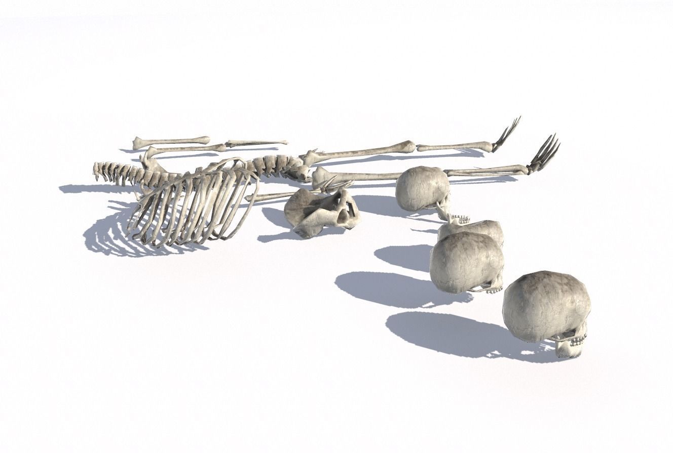 Old Bones Pack PBR Low-poly 3D model_5